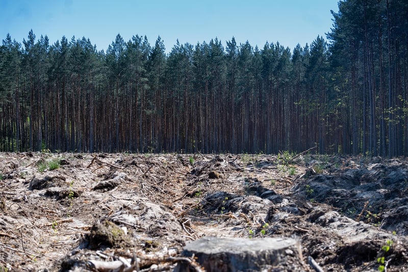 Forest Clearing