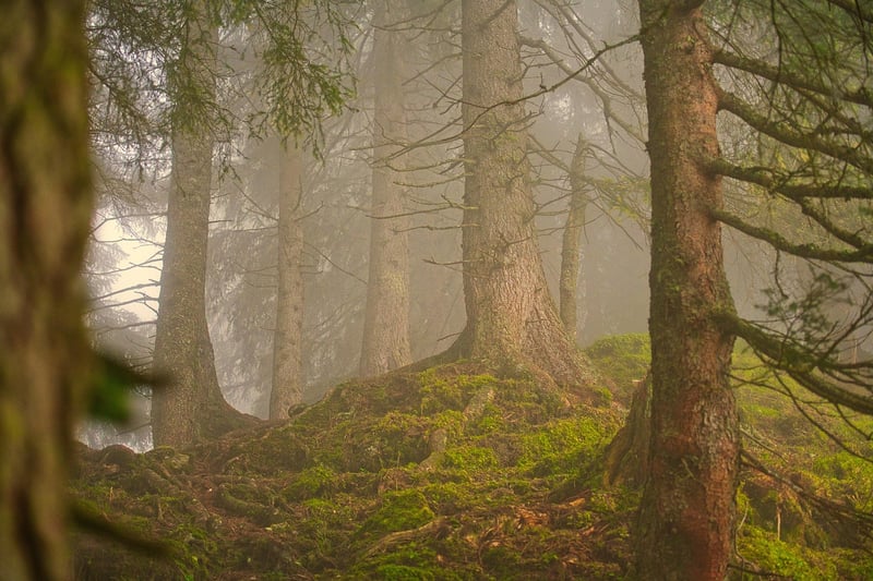 Woodland Forest